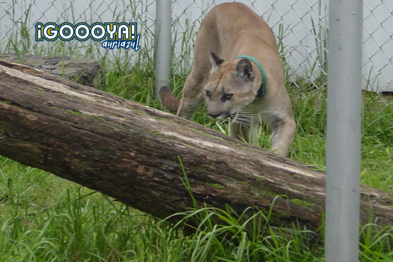 La puma Miztli en una foto tomada en 2005, en el rancho de Topilejo. (Foto: Archivo ¡GOOOYA!