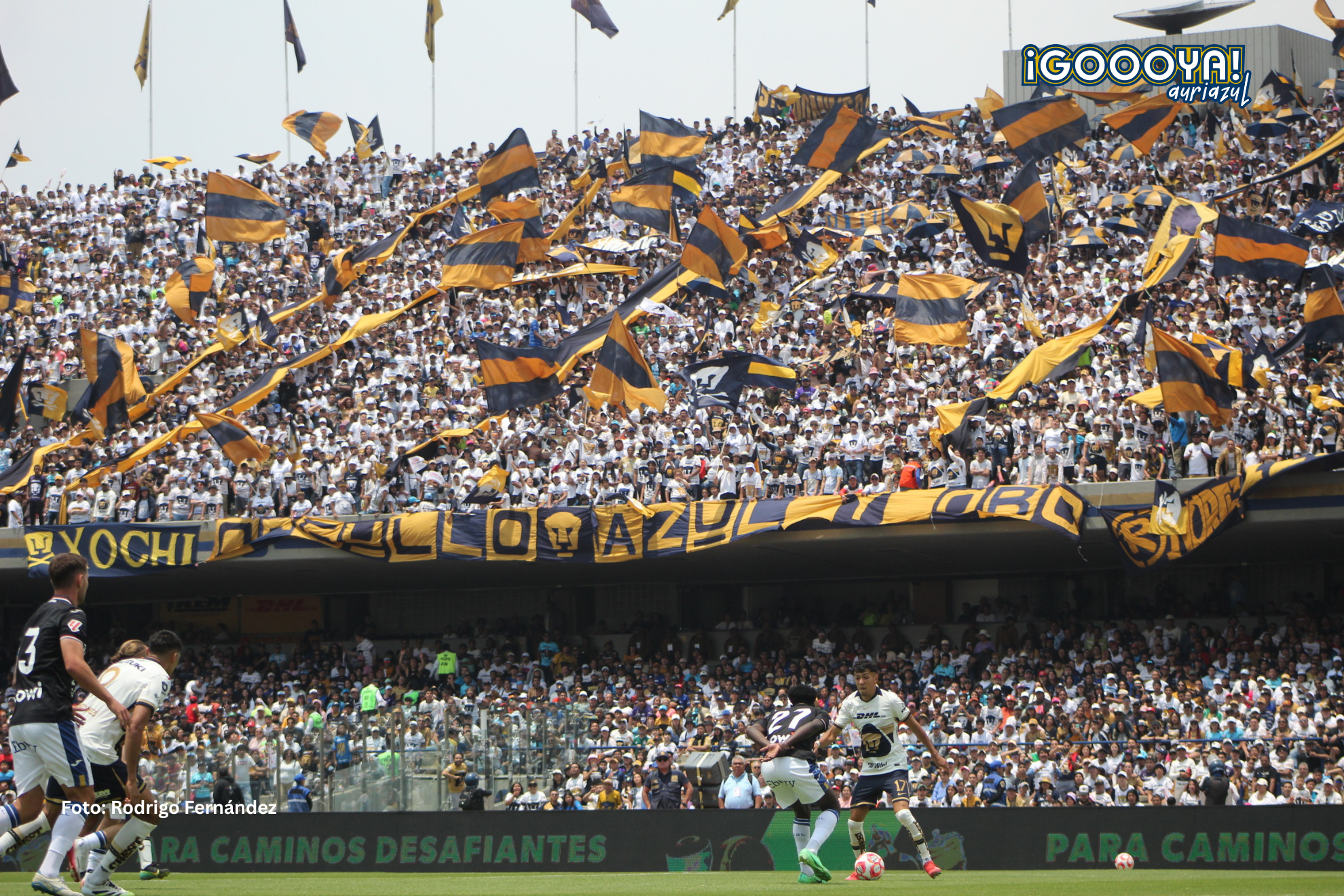 Afición auriazul llena las gradas del Estadio Olímpico Universitario durante el Pumas Fan Fest